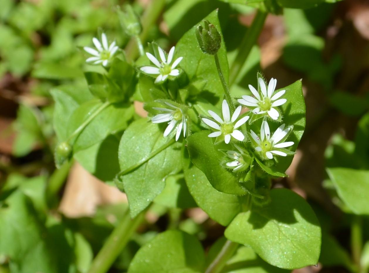 Santa Brigida (Val Brembana, BG):  Stellaria media